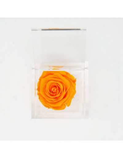 Cubo de Flores 10 x 10 Rosa Laranja Estabilizada