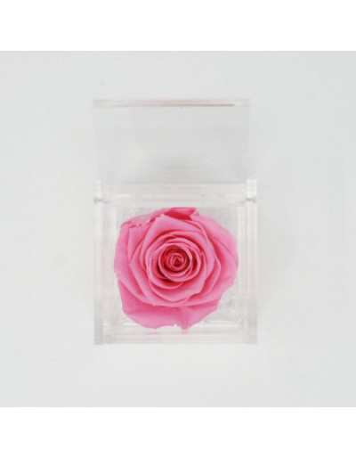 Flowercube 10 x 10 Geconserveerde Roos Rosa