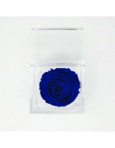 Flowercube 10 x 10 Stabilisé Rose Bleu