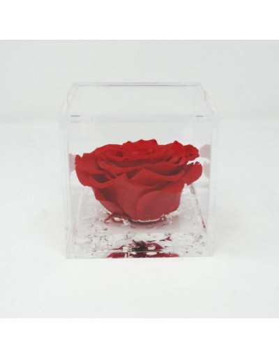 Cubo de flores 12 x 12 Rosa estabilizada vermelha