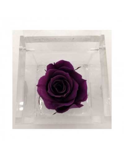 Flowercube 12 x 12 Stabilisierte Lila Rose