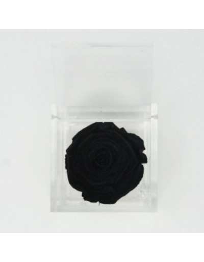 Flowercube 12 x 12 Rosa Stabilizzata Nera