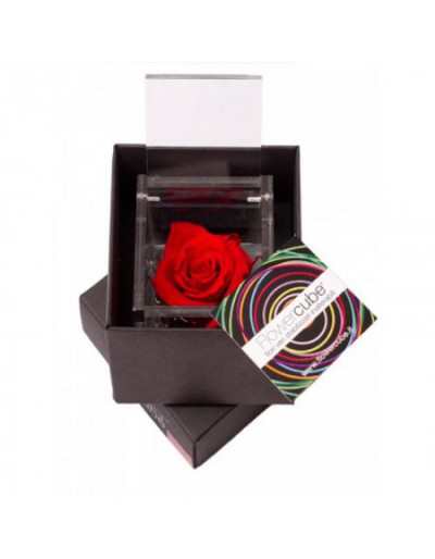Mini FlowerCube 4,5 x 4,5 Czerwona Stabilizowana Róża Zapachowa
