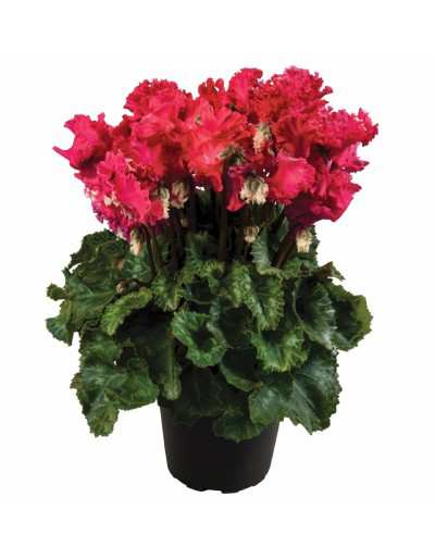 Ciclamino fiore frangiato rosso