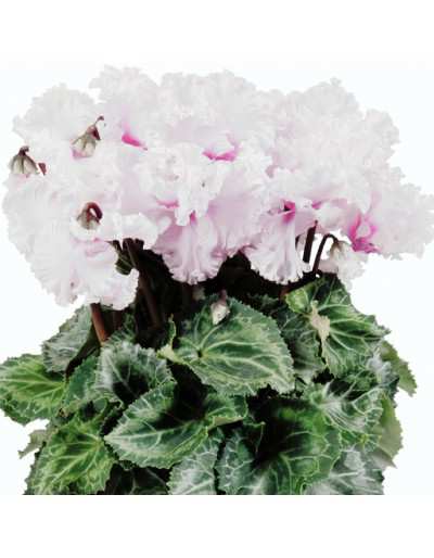 Cyclamen white Merengue fringed flower