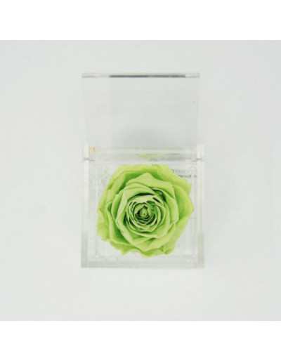 Flowercube 12 x 12 Grün stabilisierte Rose - GardenStuff