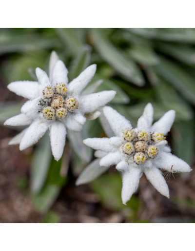 Graines en enveloppe Le Insolite - Edelweiss