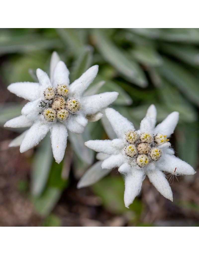 Nasiona w kopercie Le Insolite - Edelweiss Nasiona w kopercie Le Insolite - Edelweiss