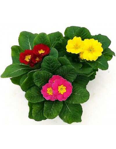 Cowslip flowerpot 10,5 cm