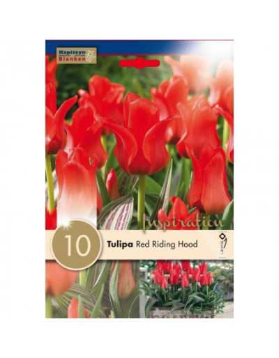 Bulbes de Tulipe Botaniczny Czerwony Kapturek