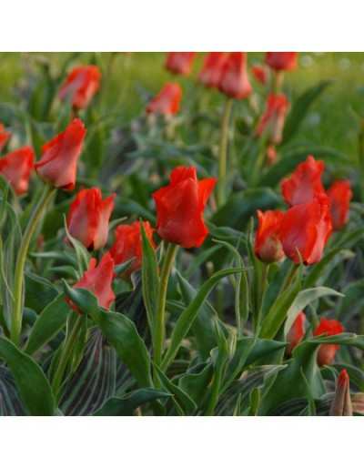 Bulbes de Tulipe Botanische...