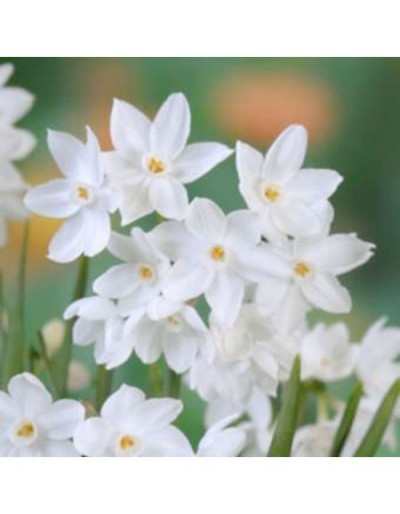 Narcissus Indoor Paperwhite...
