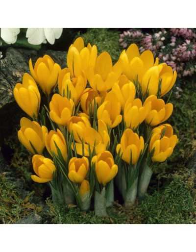 Bulbos de mamut amarillo azafrán
