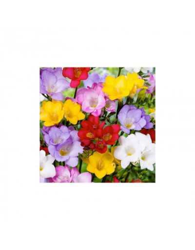 Freesia Single Mixed Colors Autumn Bulbs