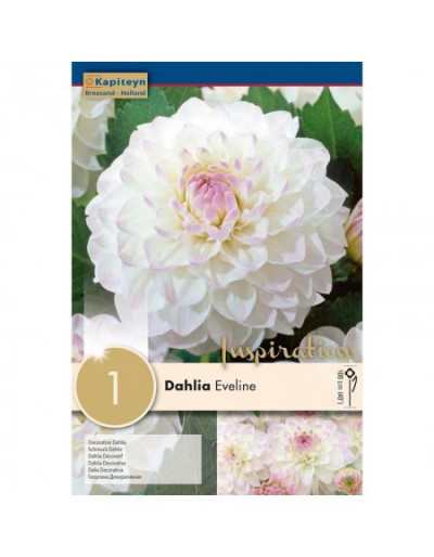 Bulbe à fleurs d&#039;été Dahlia Eveline