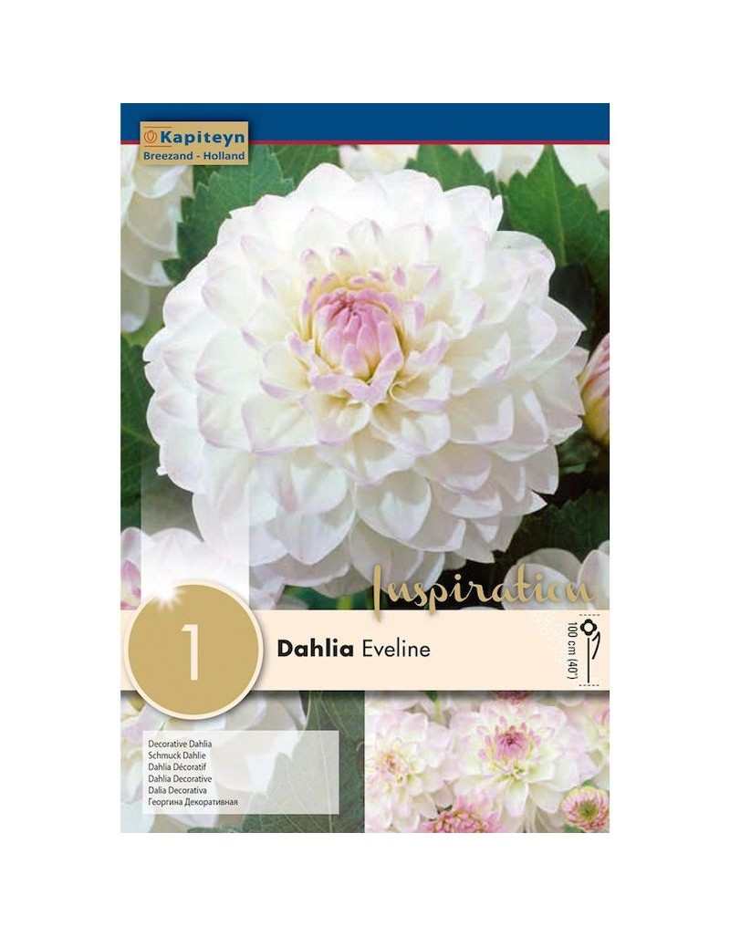 Bulbo da fiore estivo Dalia Eveline - GardenStuff