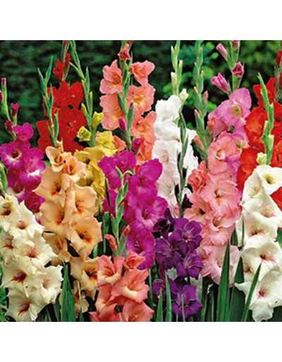 Gladiolus Mix Colors 50 bollen