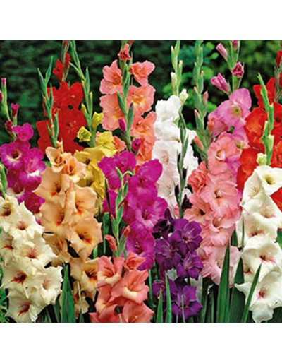 Gladiolus Mix Colors 50 lâmpadas