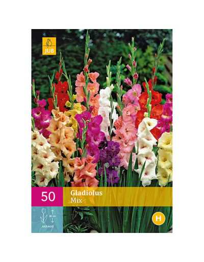 Gladiolus Mix Colors 50 bulbi