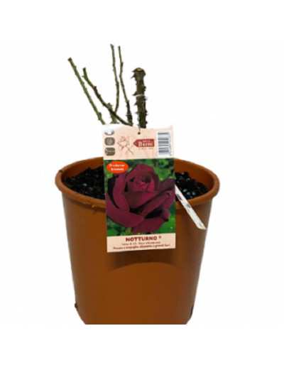 Vaso di rose 20cm potato