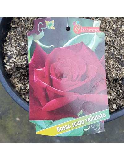 Vaso di rose 20cm potato