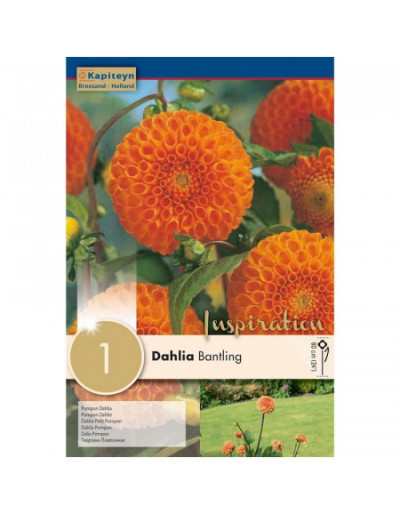 Bulb Dahlia Bantling