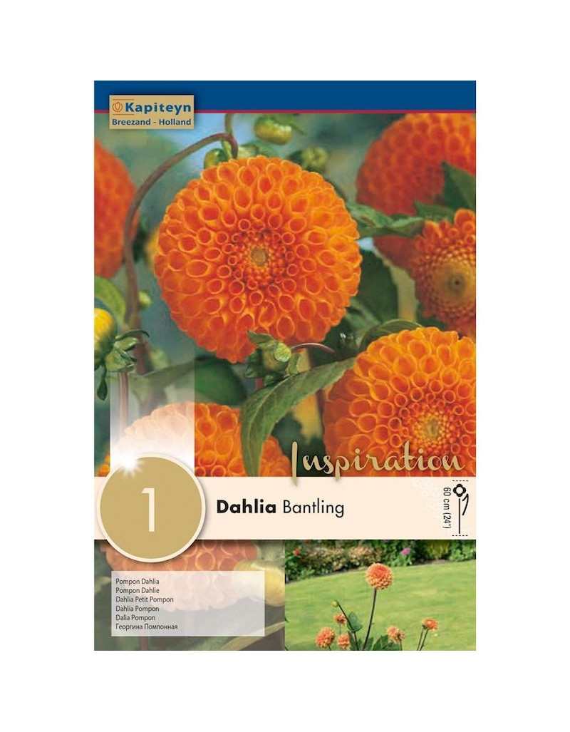 Bulb Dahlia Bantling Bulb Dahlia Bantling
