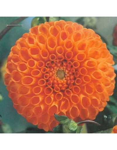 Bulb Dahlia Bantling