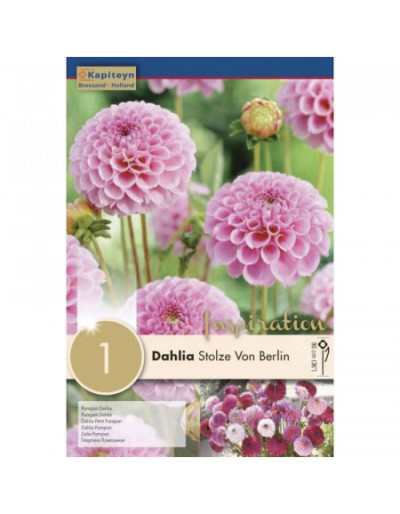 Dahlia Stolze Von Berlin