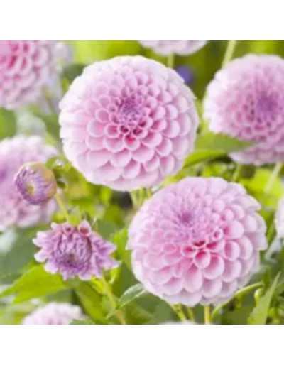 Dahlia Stolze Von Berlim
