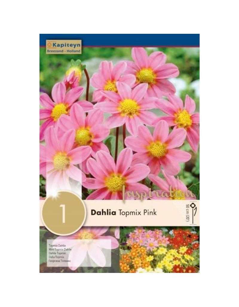 Dahlia Topmix Pink Dahlia Topmix Pink