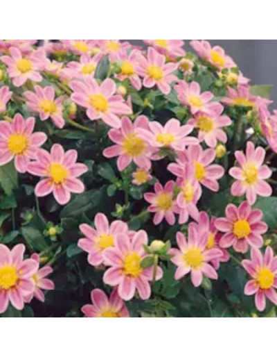 Dahlia Topmix Pink