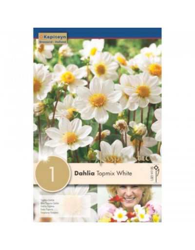 Dahlia Topmix White