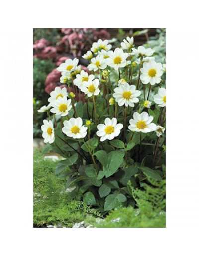 Dahlia Topmix White