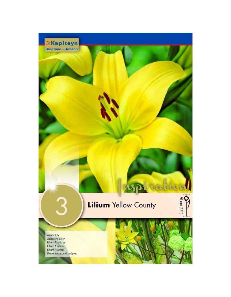 Żarówki hrabstwa Lilium Yellow Żarówki hrabstwa Lilium Yellow