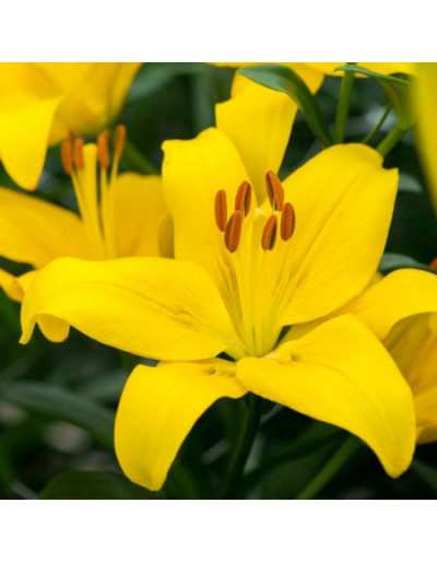 Bulbi di Lilium Yellow County
