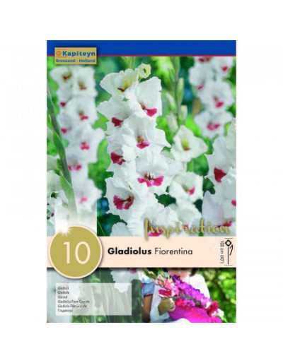 Florentiner Gladiolenzwiebeln