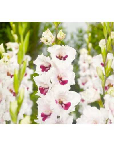 Florentiner Gladiolenzwiebeln