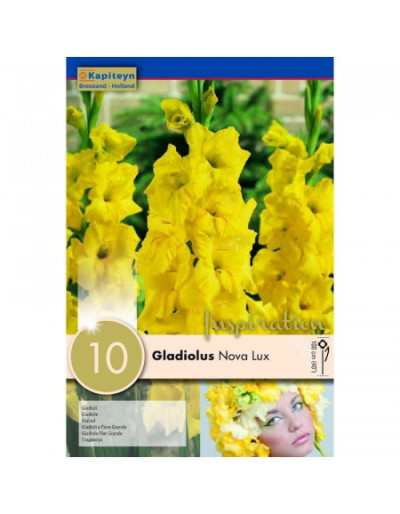 Cebulki Gladiolus Nova Lux