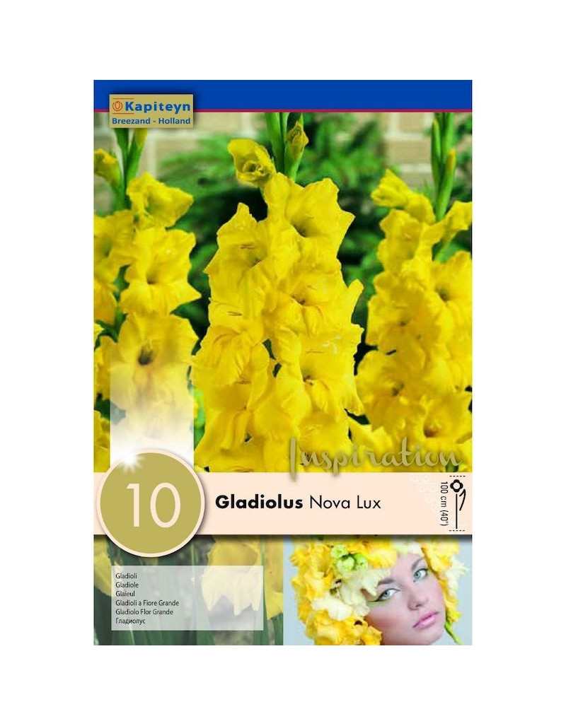 Cebulki Gladiolus Nova Lux