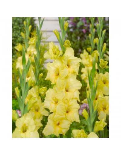 Cebulki Gladiolus Nova Lux