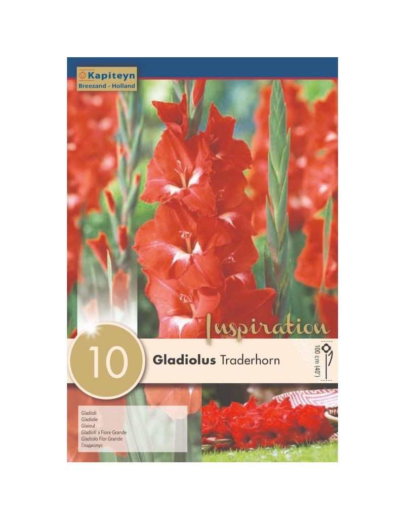Bulbs of Gladioli Traderhorn Bulbs of Gladioli Traderhorn
