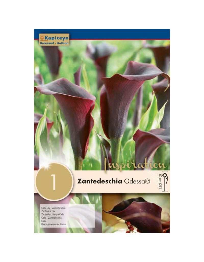 Zantedeschia Odessa Bulb Flower Zantedeschia Odessa Bulb Flower