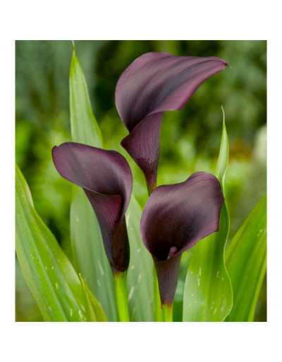 Zantedeschia Odessa Bulb Flower