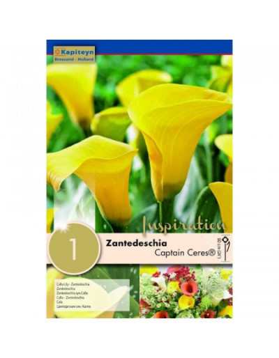 Zantedeschia Captain Tusker Bulb