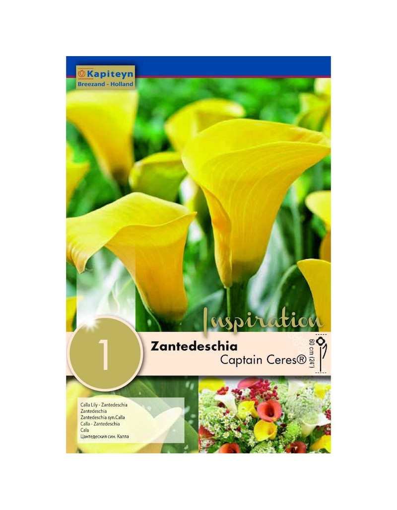 Zantedeschia Captain Tusker Bulb Zantedeschia Captain Tusker Bulb