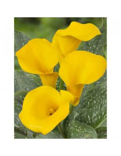 Zantedeschia Captain Tusker Bulb