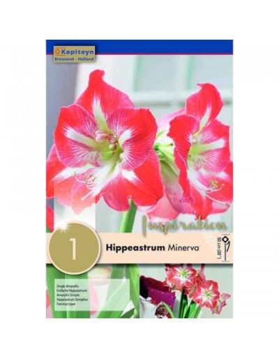 Bulb of Hippeastrum Minerva