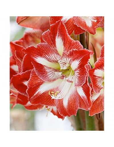 Bulb of Hippeastrum Minerva