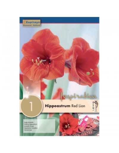 Żarówka Hippeastrum Red Lion